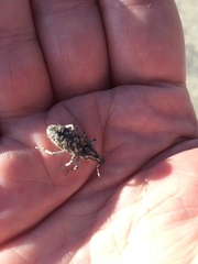 Cyphocleonus achates