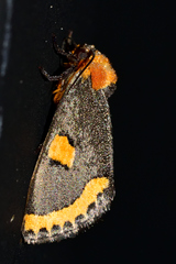 Chrysoecia morga