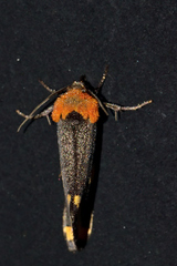 Chrysoecia morga