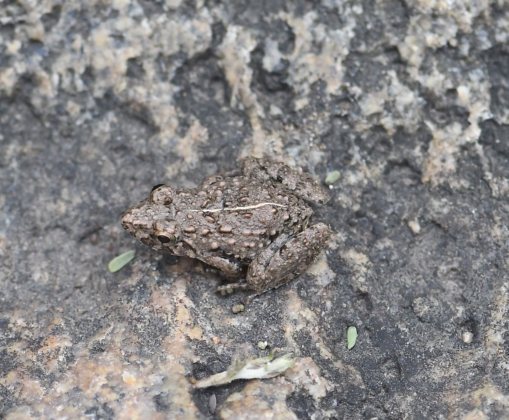 Granular Cricket Frog