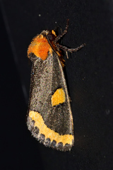 Chrysoecia morga