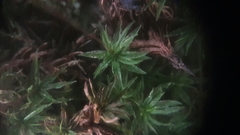 Atrichum crispulum