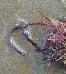 Vidalia colensoi