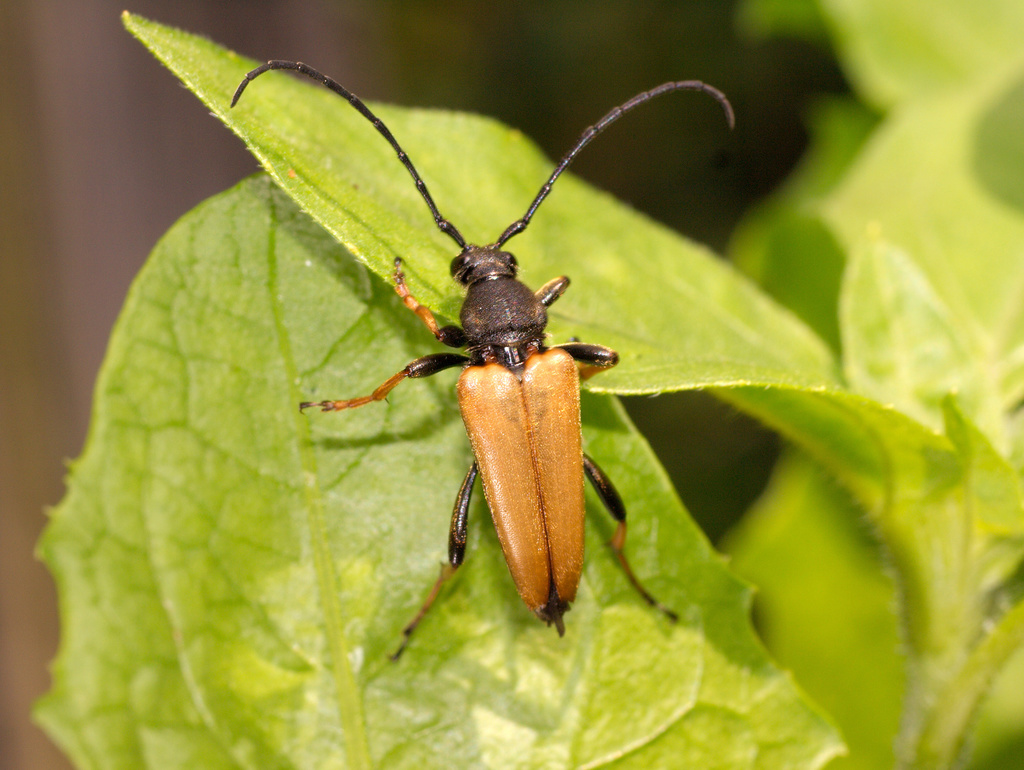 Stictoleptura