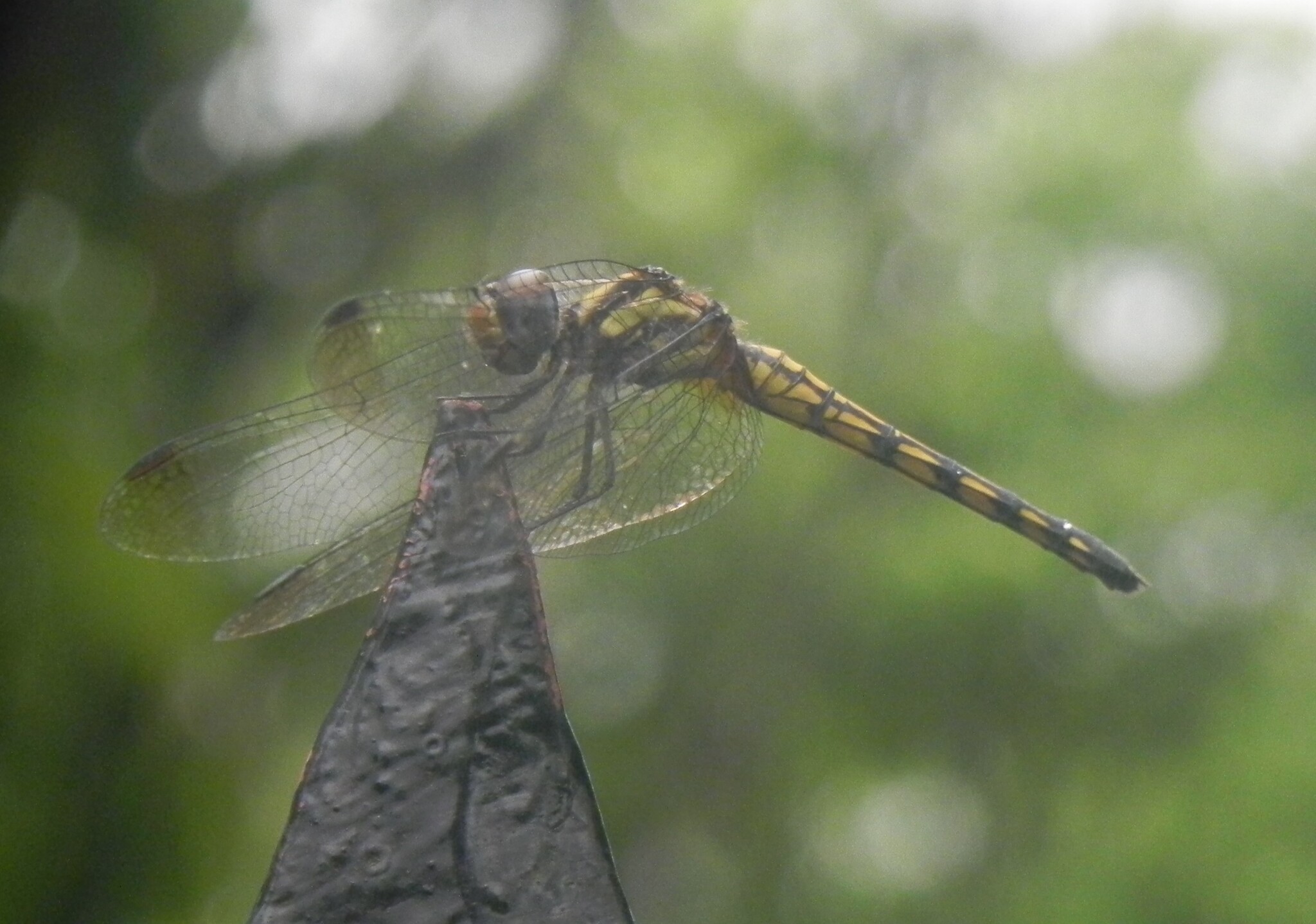 Black Stream Glider
