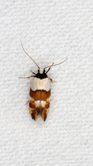 Euphiltra eroticella