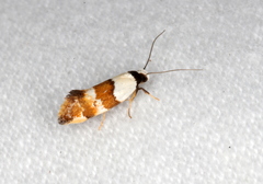 Euphiltra eroticella