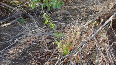Chenopodium fremontii