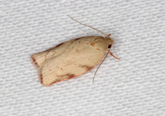 Euchaetis inceptella