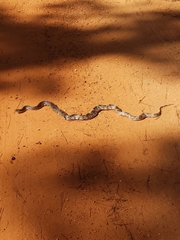 Pituophis melanoleucus mugitus