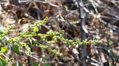 Chenopodium fremontii