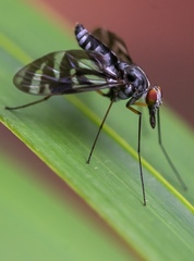 Athericidae
