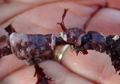 Titanoderma pustulatum