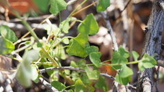 Chenopodium fremontii