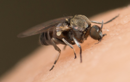 Simuliidae