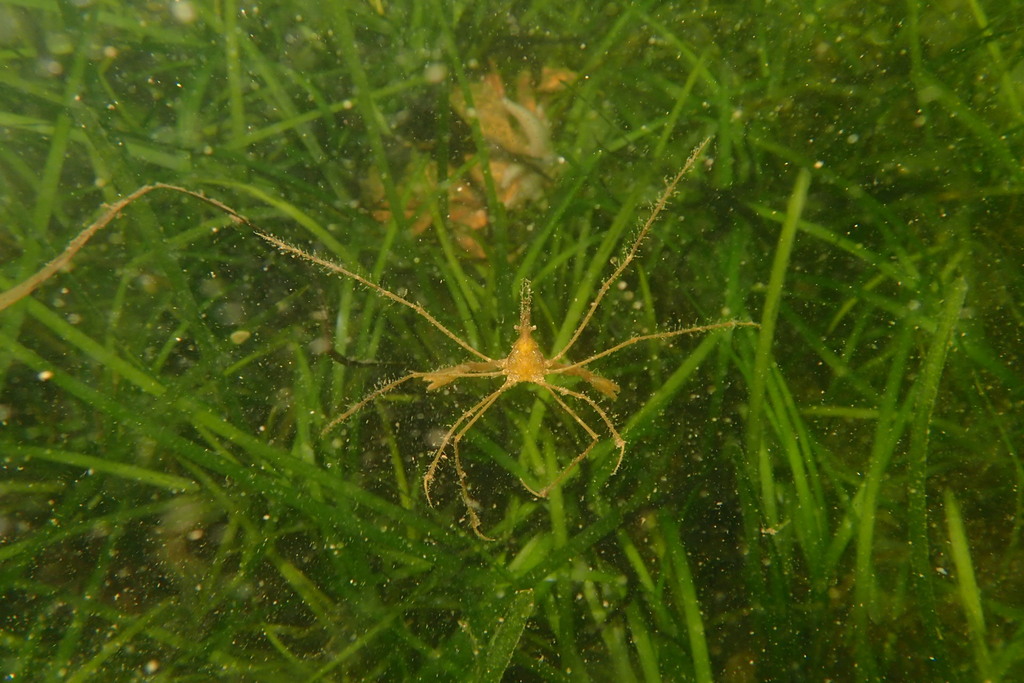 Macropodia linaresi