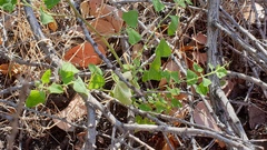 Chenopodium fremontii