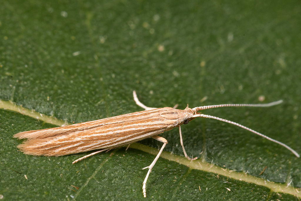 Black-bindweed Case-bearer