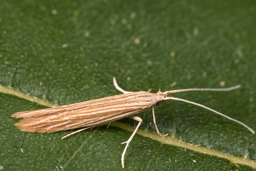 Black-bindweed Case-bearer