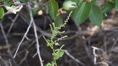 Chenopodium fremontii