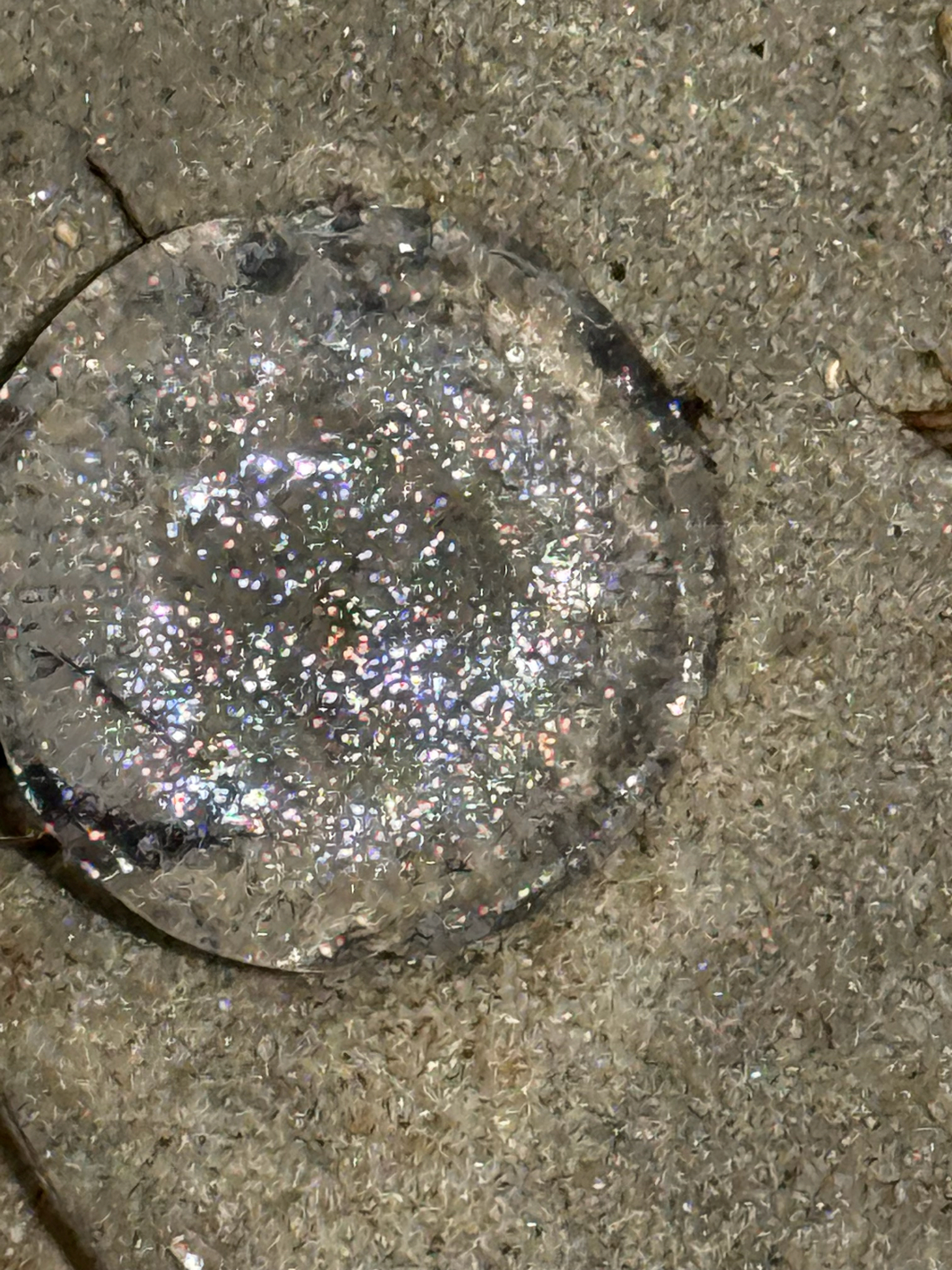 Rhacostoma atlanticum L.Agassiz, 1851