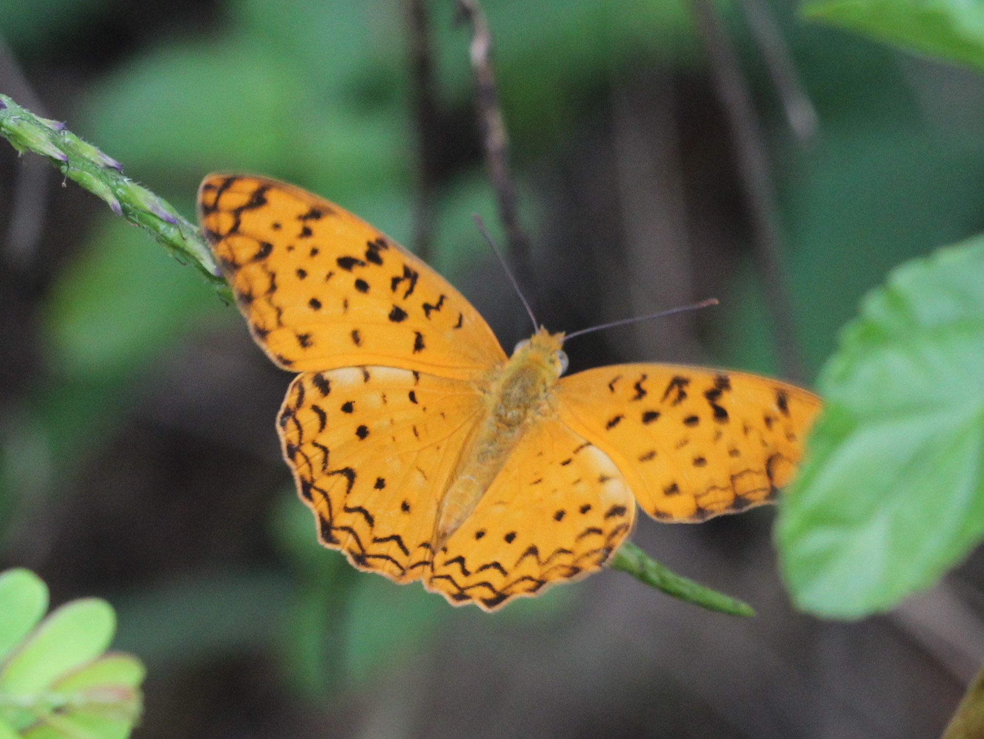 Common Leopard
