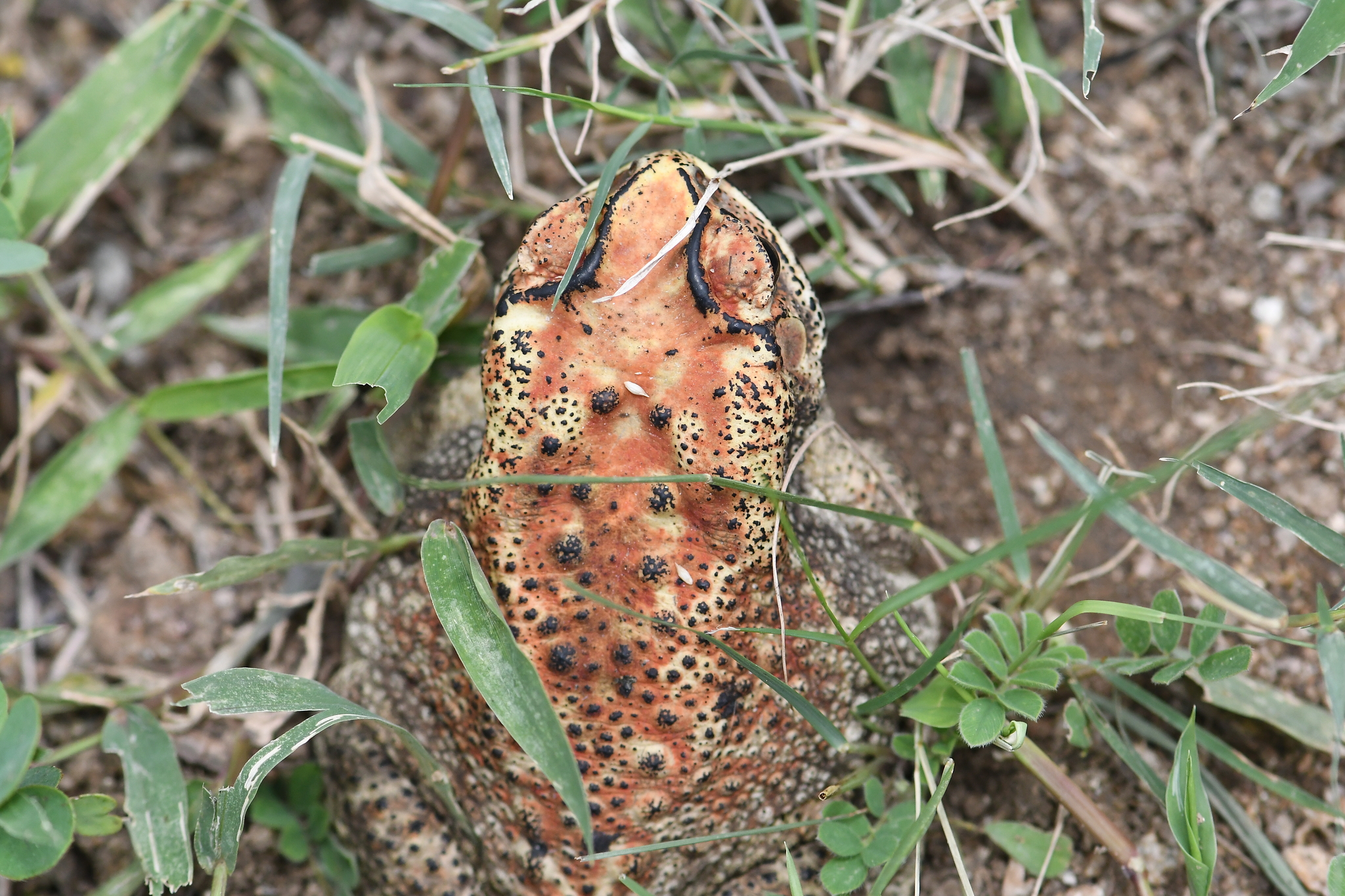 Indian Common True Toad