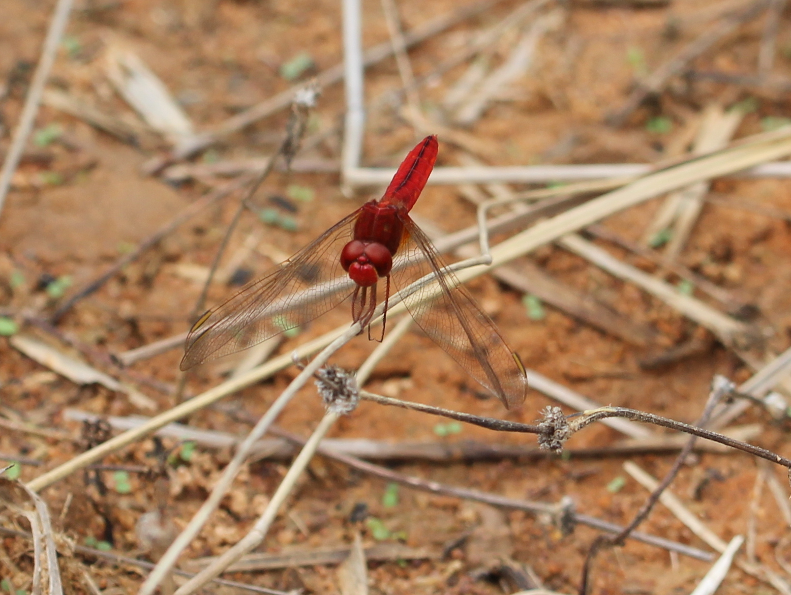 Scarlet Skimmer