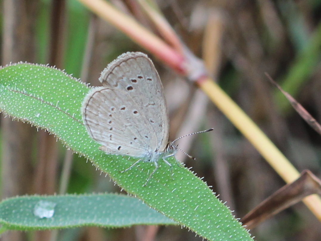 Pale Grass Blue