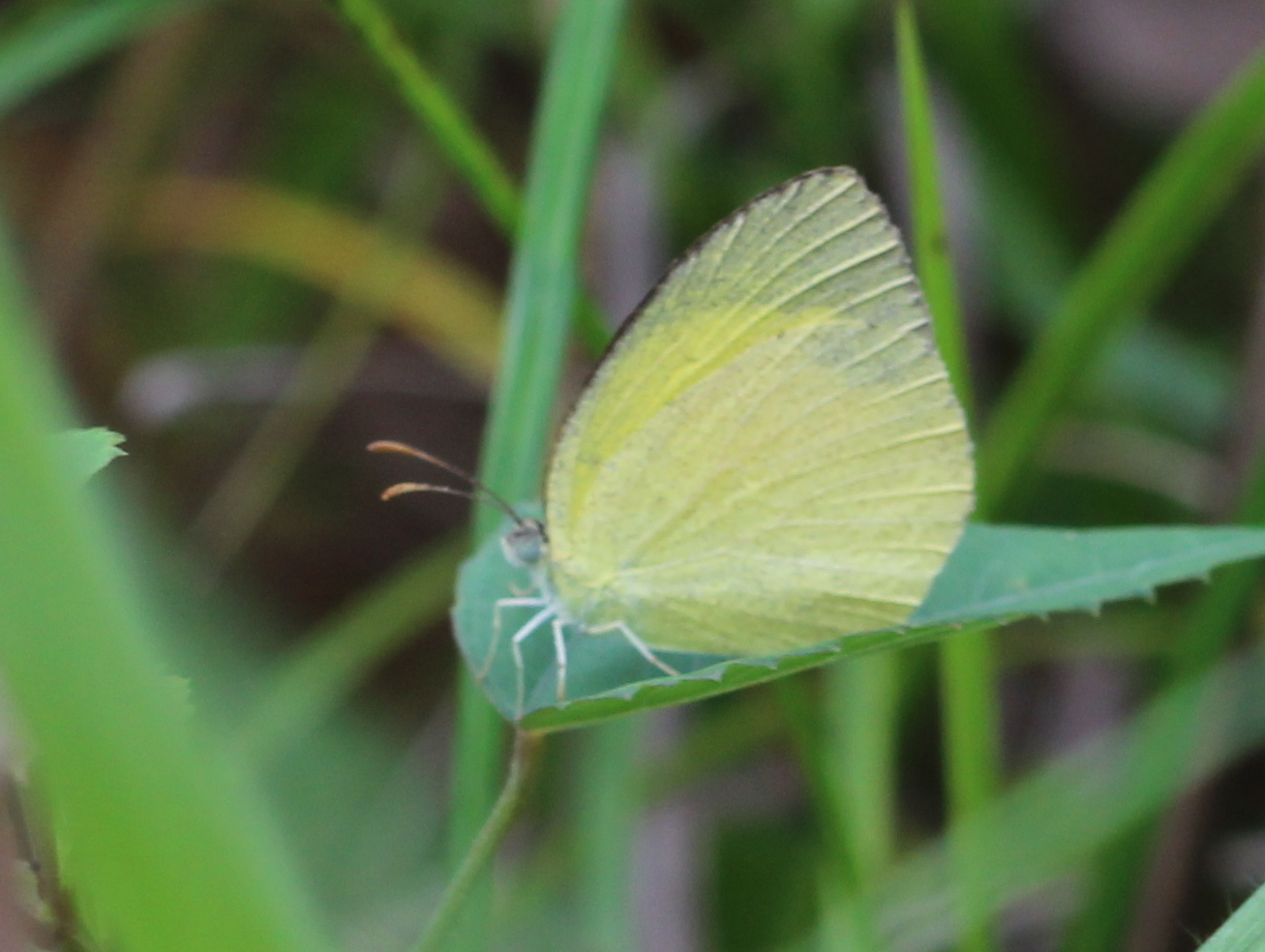 Spotless Grass Yellow