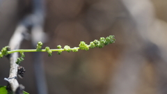 Chenopodium fremontii