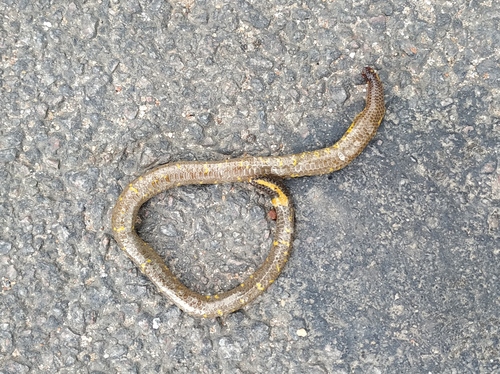 Jerdon’s Shieldtail Snake, Uropeltis jerdoni