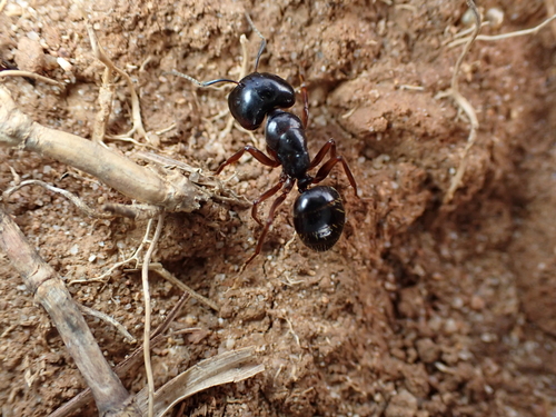 弗里德弓背蚁Camponotus friedae