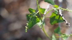 Chenopodium fremontii