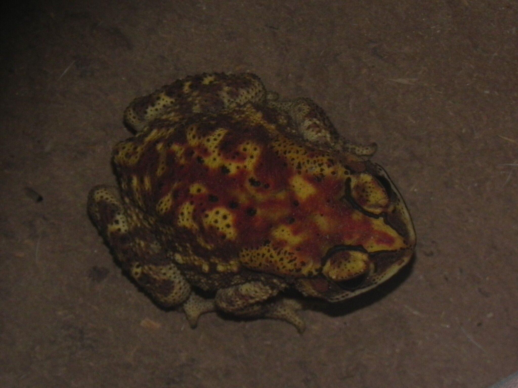 Indian Common True Toad