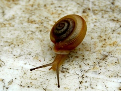 Linisa