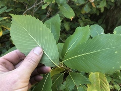 Quercus sadleriana