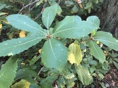 Quercus sadleriana