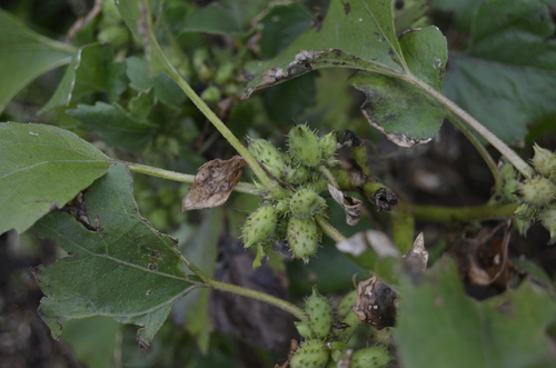 Xanthium strumarium iNat (1)