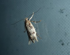 Atomotricha chloronota