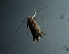 Atomotricha chloronota