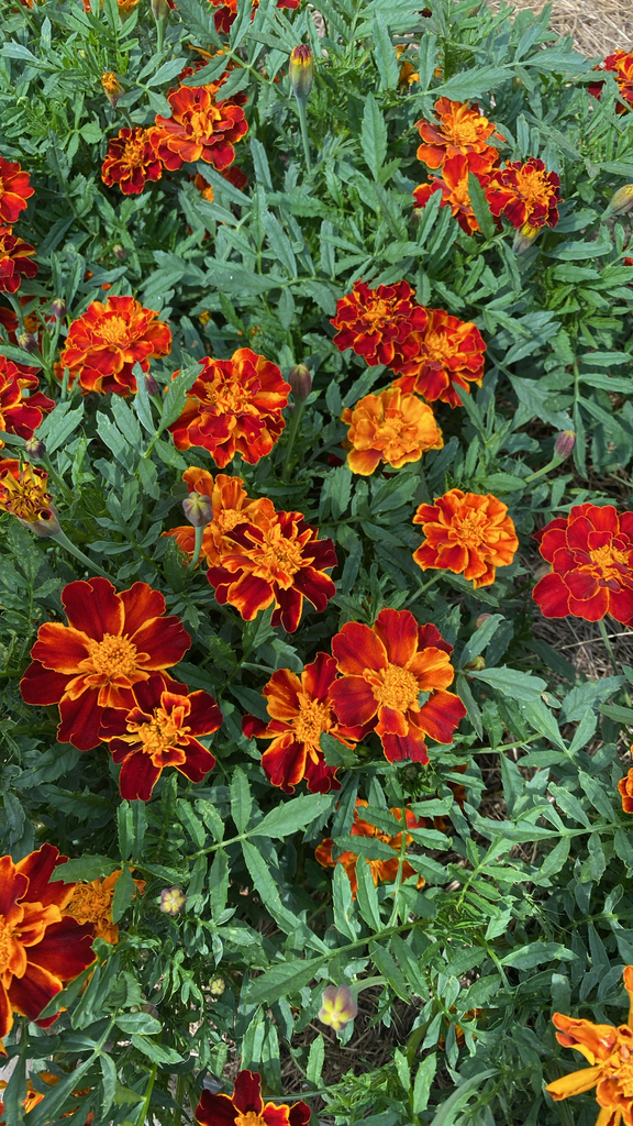 Tagetes patula