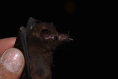 Hylonycteris underwoodi