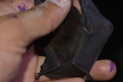 Hylonycteris underwoodi