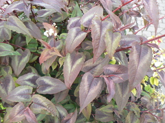Persicaria microcephala
