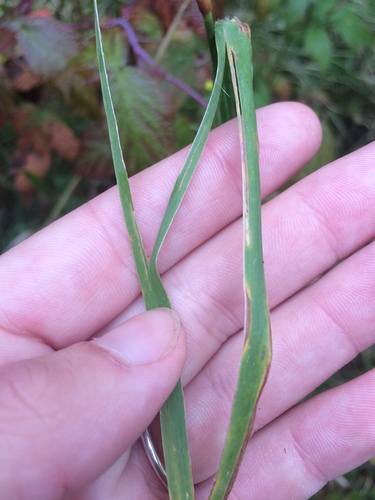 Phleum pratense iNat (2)