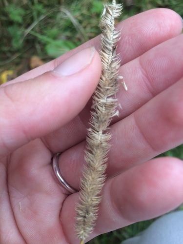 Pašarinis motiejukas nuotrauka