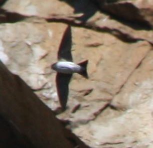 Delichon urbicum