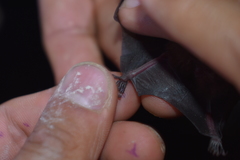 Hylonycteris underwoodi