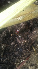 Coccinella septempunctata